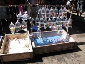 Market Pet Shop