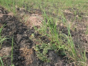 Until the tractor arrives all of these weeds must be pulled and removed by hand.