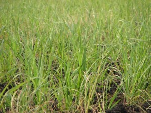 First growth sugarcane at the landsite.