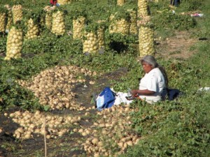 Jicama harvest