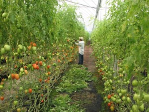 Now, that is a lot if tomatoes