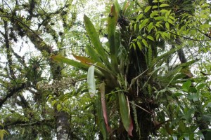 Rainforest by Xilitla