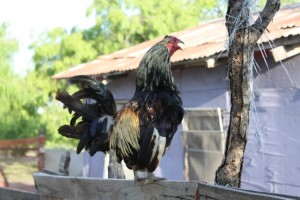el gallo