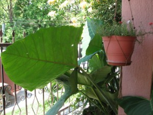 Elephant Ears in our patio garden