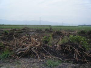 Stumps removed from land