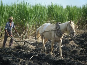 Covering the cane with horse-drawn plough