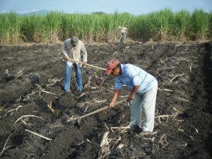 Covering the seed cane