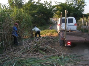 Cutting of the seed sugarcane begins