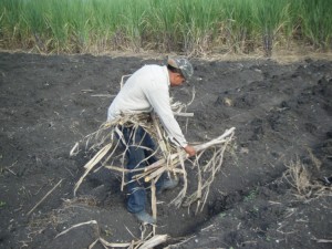 Seed cane is planted double  in the furrows