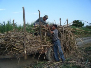 Loading the seed sugarcane onto the trailer