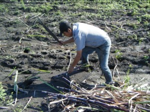 Javier replanting stocks of sugarcane into the muck. He is doing this by pushing the stocks into the mud and cutting them off