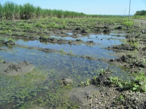 Water covered field after planting. All of the seed has been lost