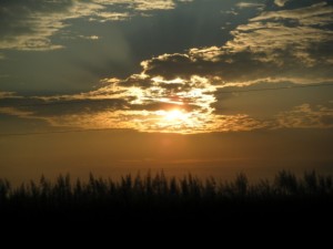 Sunrise across flowering sugarcane cane field