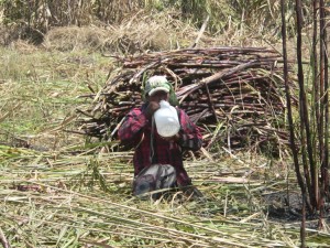 A cutter takes a water break beside his pile of sugarcane