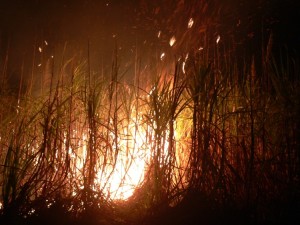 A year's work up in flames