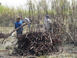 Cutting sugarcane by hand will either kill you or make a man out of you.