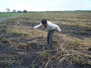 Field worker cuts sugarcane stock down. Not the machete in one hand and the crooked stick in the other. These are our tools of the trade