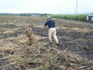 Javier working on placing the tops into rows. Note the Casa del Obrero house in the background