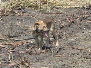 Meet Pancho our farm mascot. Actually, he is supposed to grow up to become our watch dog. We found him in the dump as a very little puppy full of mange and other nastys. He has become quite famous