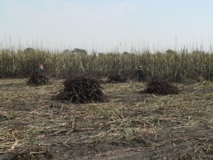 Piles of cut sugarcane ready to be loaded onto the trucks