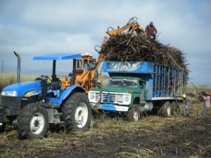 The last of the sugarcane being lashed down in order to be hauled off the field in the mud