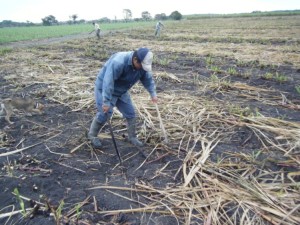 The sugarcane tops are placed into rows
