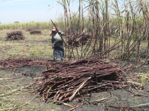 This is an agarron of sugarcane - a laborer's pile of cut cane. He will be paid by the amount of cane that he will cut