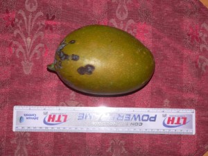 Jumbo mama - this is a mango with an attitude. One fruit goes a long way at this size!