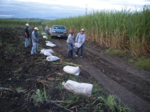 Bags of compost and fertilizer being laid out for dispersing