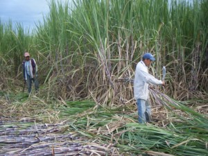 Cutting the seed cane for planting