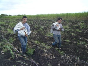 Fertilizer being carefully metered out