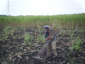 Seed cane is laid into the furrows