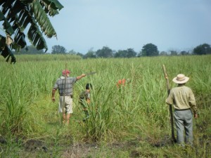 Beginning to replant sugarcane starts