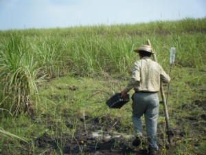 Javier carrying a tray of sugarcane starts to replant an area of cane