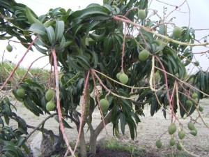 One of the mango trees on the farm. It isn't big yet, but it is covered with fruit already.