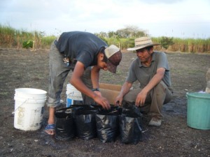 Planting soap nut seeds for our dreamed-of future orchard
