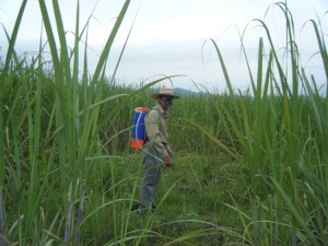 Mean while, back in Cd. Valles the rains have been playing havoc on the crops. Javier is all decked out and spraying for weed control