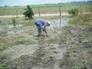 Armando takes advantage of the muddy soup to plant grass. Not much better to do right now in the incredible rains