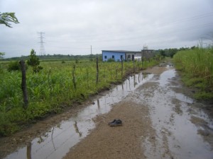 Javier had to shed his shoes in order to take this picture of the entrance road looking back towards the Training Center farm site. Notice the corn on the right. Even this rotted due to the excessive rains this year