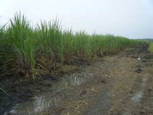 This is why all sugarcane harvesting has been suspended for this harvest cycle
