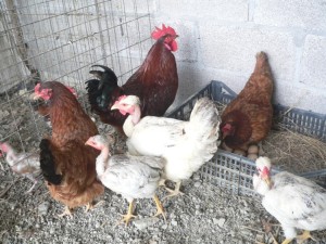 The first of the laying hens at the farm - many more to come (the Lord willing)