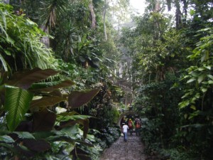 The lush rain forest of Xilitla. This is only about an hour south of Cd. Valles but much moister with thick jungle growth