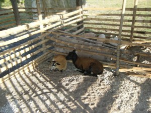 The livestock presently. There will be many more to come