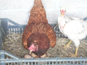 Laying hens. Eggs are a very sought after commodity, and have become quite expensive in Mexcio
