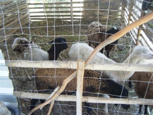 The flock is growing
