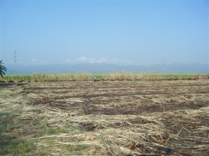 The sugarcane harvest which has just taken place