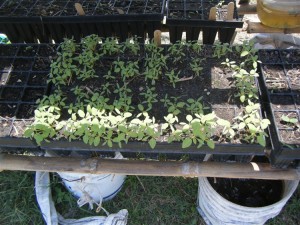 seedlings are growing and getting ready for transplanting