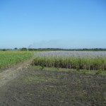 The view from the roof of the new building on the Training Center. The sugercane and open field is ourland. The fence line marks the edge of our property to the west