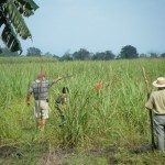 Beginning to replant sugarcane starts