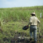 Javier carrying a tray of sugarcane starts to replant an area of cane